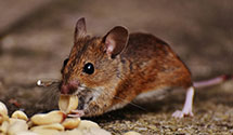 24 Hour & Emergency Exterminators in College Of William & Mary, VA